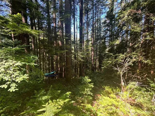 a view of lake from a tree