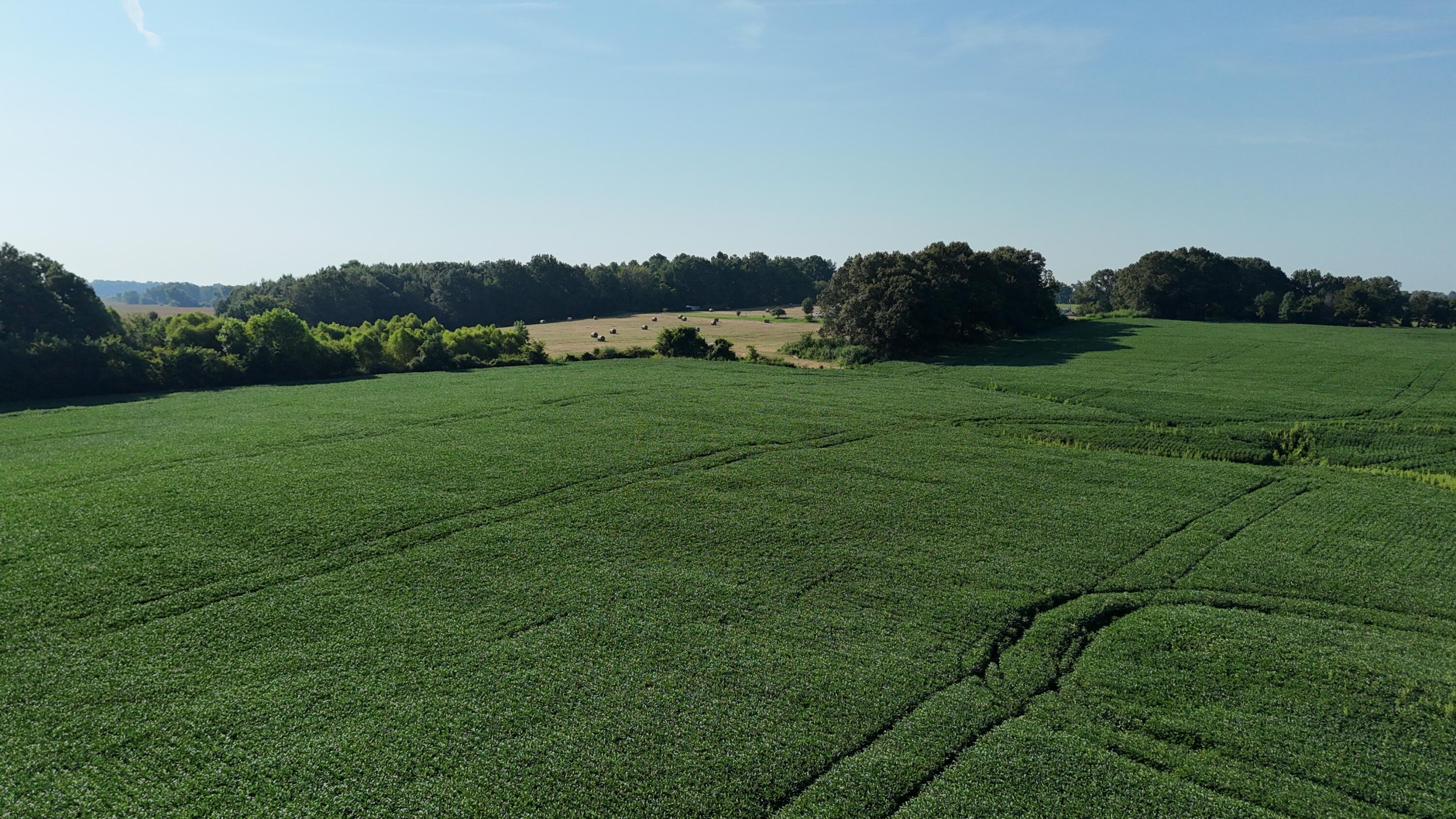 3920 Antioch Highway 51 Road Covington, TN 38019 - Photo 21 of 32 DJI_20250819103456_0136_D