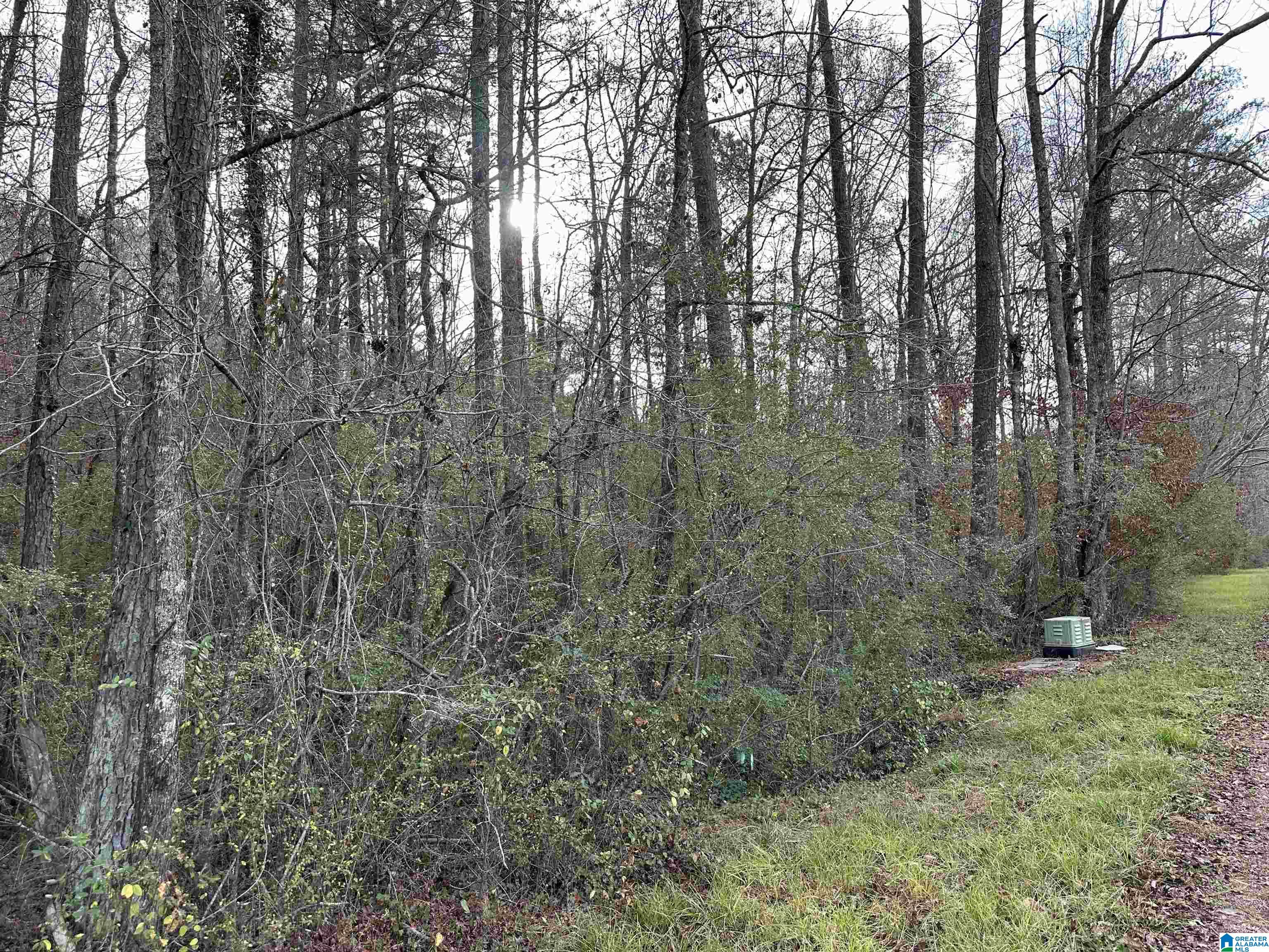 166 Warrior Robbins Road, Unit 6 4 ACRES Warrior, AL 35180 - Photo 12 of 17