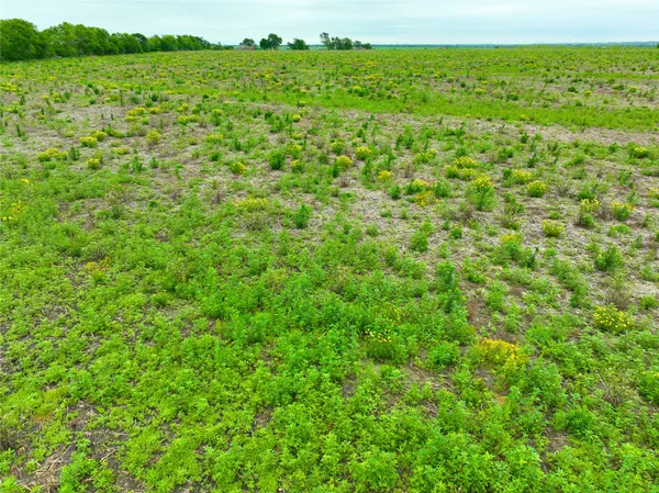 a view of a green field with lots of bushes