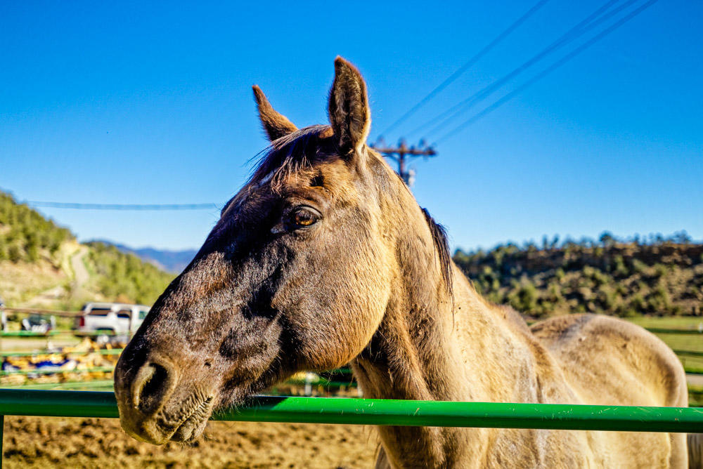 5821 County Road 331 Silt, CO 81652 - Photo 7 of 26 a view of a swimming pool with a yard and seating space