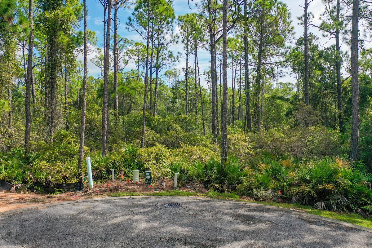 Lot 46 Sweet Gum Loop Inlet Beach Inlet Beach, FL 32461 - Photo 8 of 21 a view of a yard with large trees