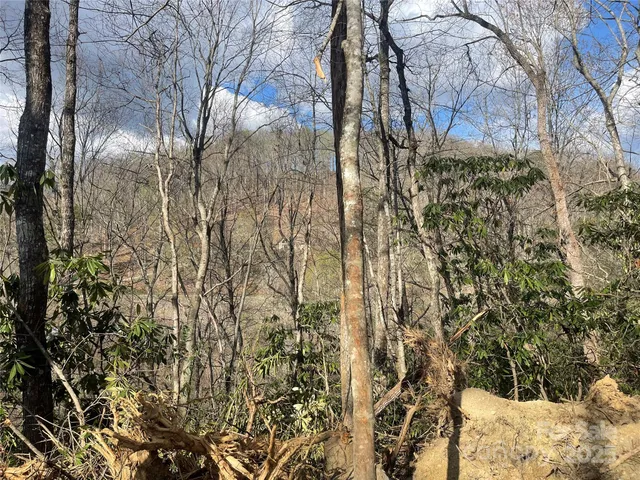 a view of a yard with trees
