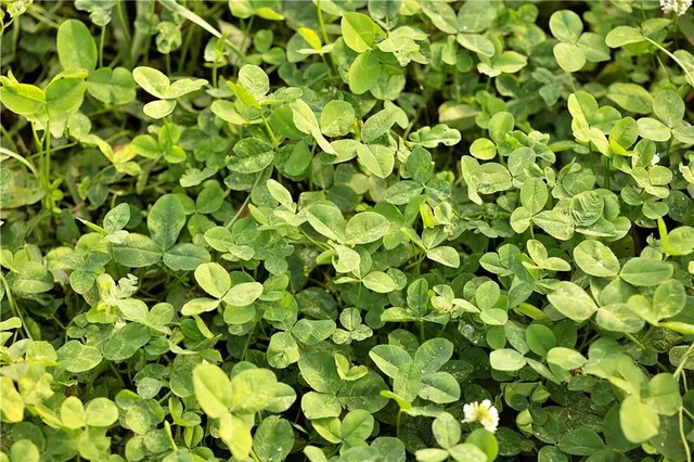 $230,813 | Southwest 52nd Avenue, Trenton, MO 64683