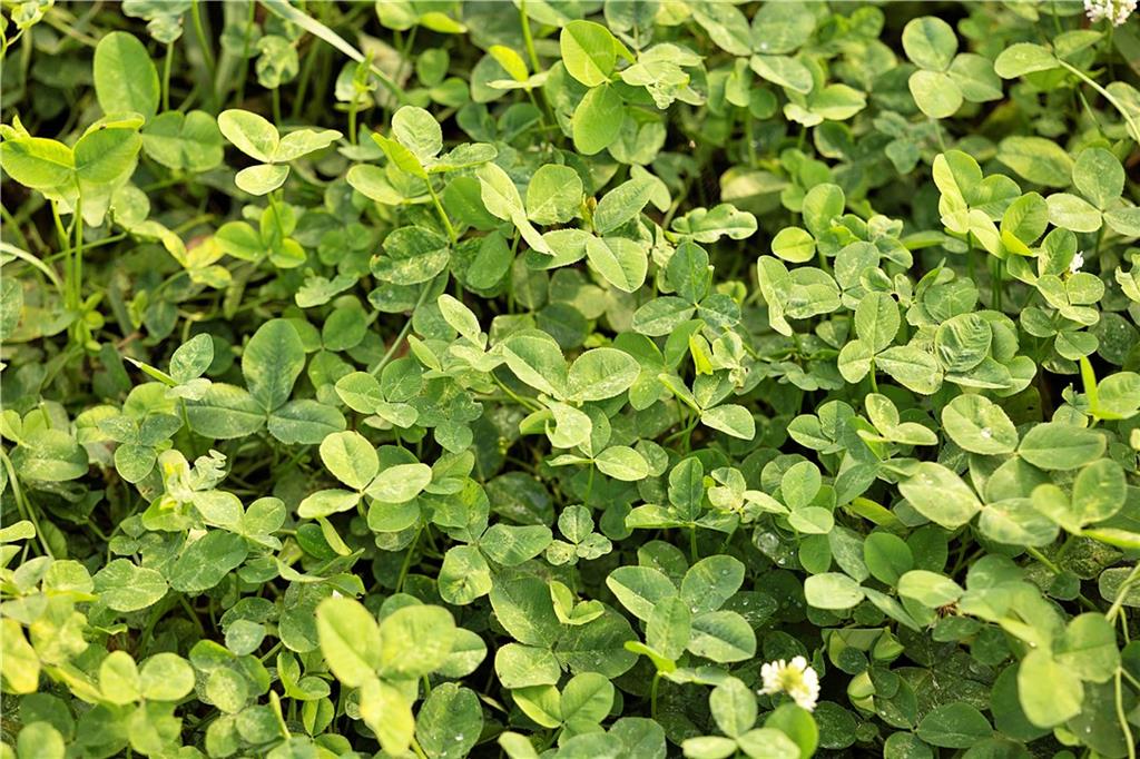 Southwest 52nd Avenue Trenton, MO 64683 - Photo 13 of 60