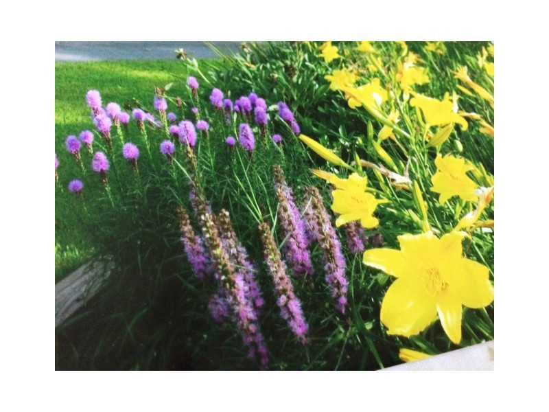18 Howards Hill Road Harpswell, ME 04079 - Photo 28 of 31 Yard/Garden. Late summer blooms of...