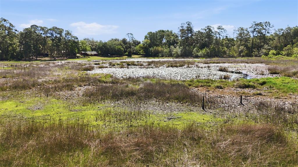 Tbd Holly Branch Road Eustis, FL 32736 - Photo 4 of 13