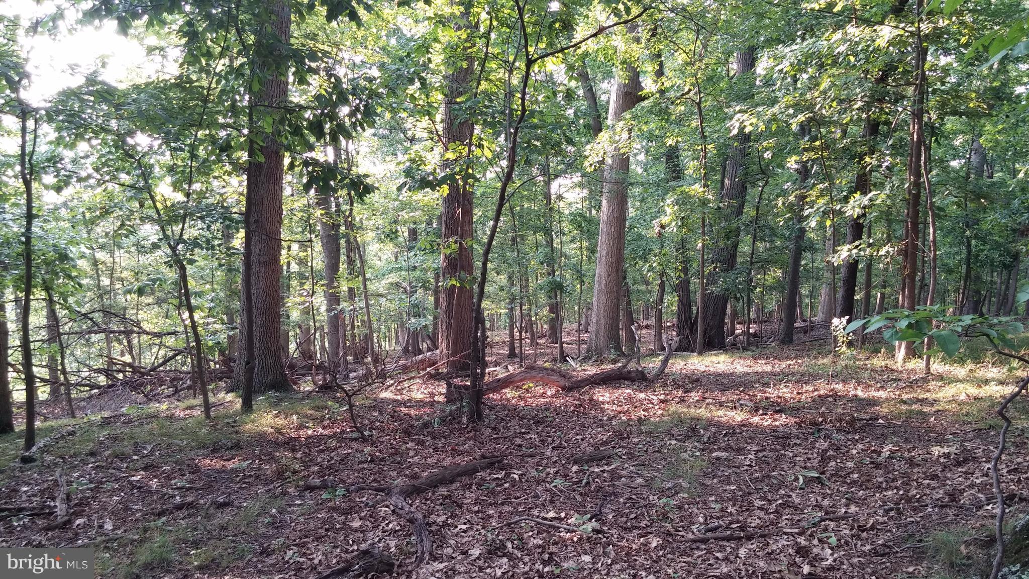 5679 Senseny Road Berryville, VA 22611 - Photo 29 of 30 Wooded area with trails and wildlife!