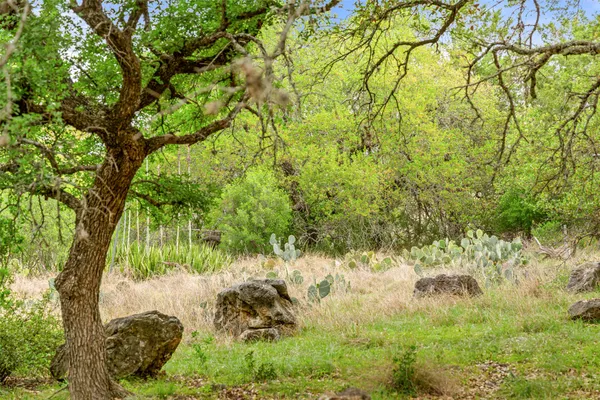 a view of a big yard with plants and a tree