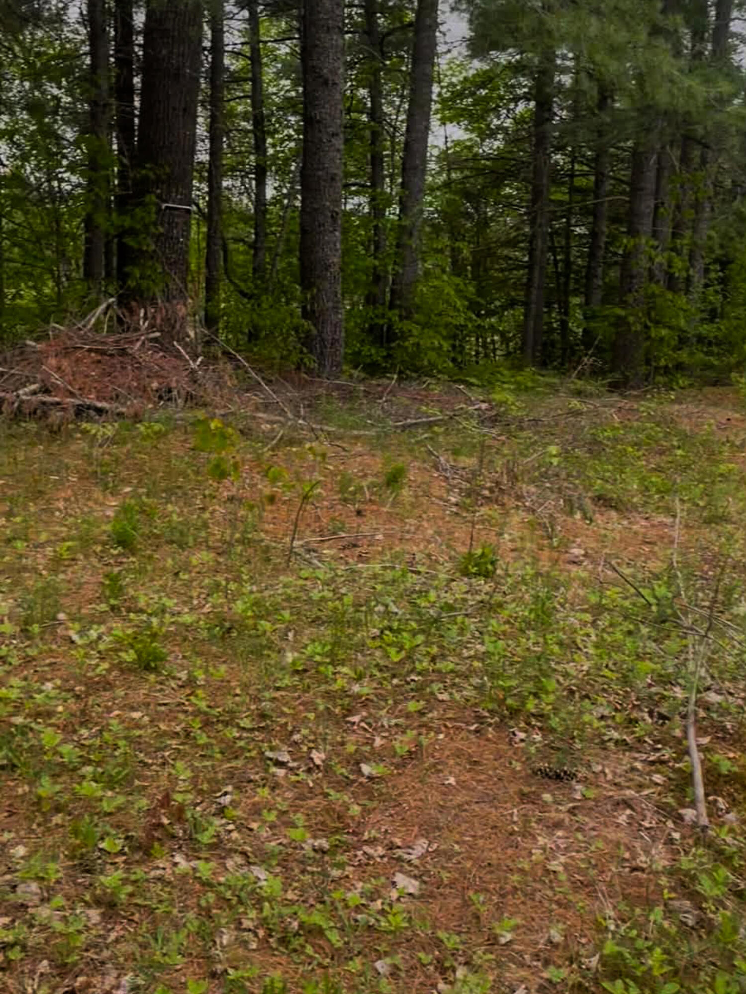 4422 Bennoch Road Alton, ME 04468 - Photo 4 of 11 26 Old County 7 Fox Run -5