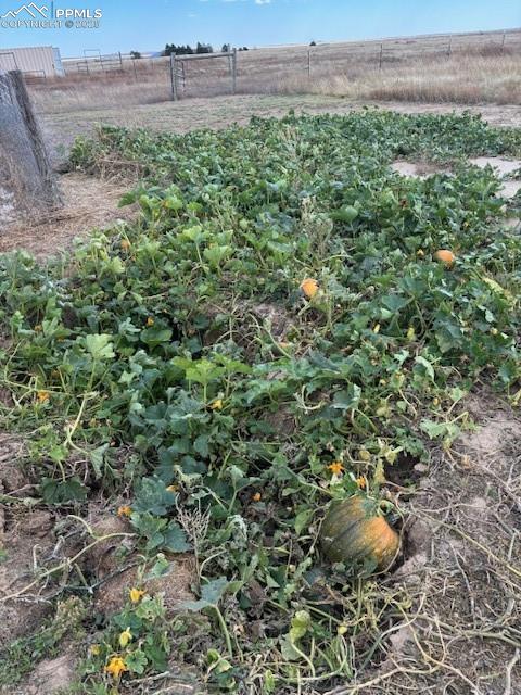 6855 Lauppe Road Yoder, CO 80864 - Photo 17 of 27 a view of a field with plants and trees