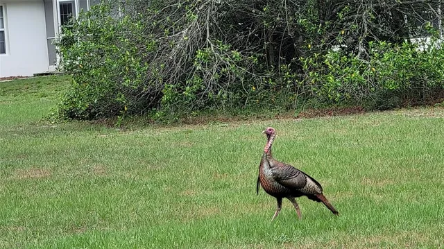 $450,000 | 27167 Popiel Road, Brooksville, FL 34602