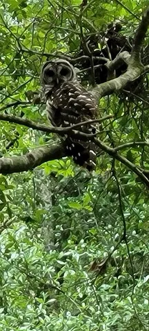 $450,000 | 27167 Popiel Road, Brooksville, FL 34602