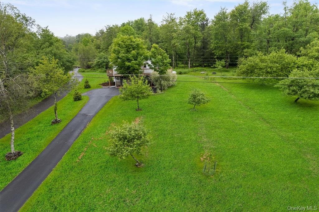 1013 Cooley Road Parksville, NY 12768 - Photo 37 of 44 a lush green forest with lots of trees