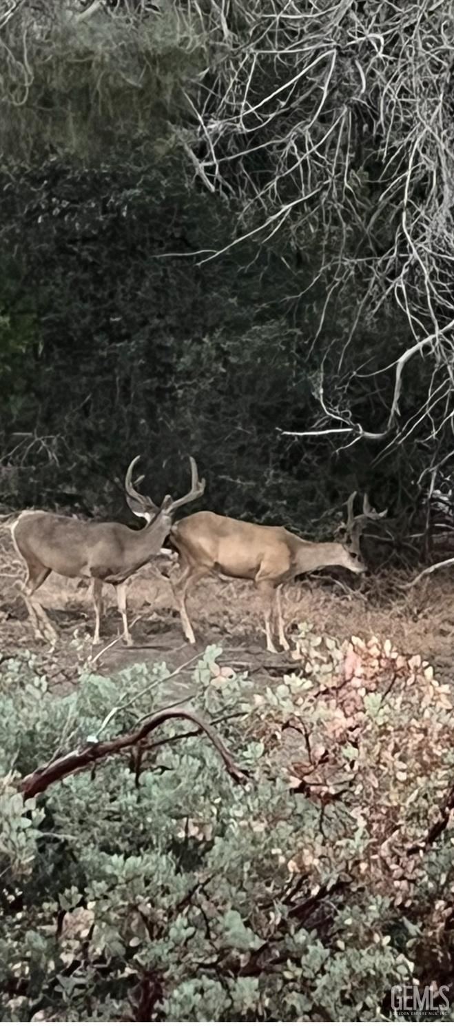 Undisclosed Address Posey, CA 93260 - Photo 39 of 39 a view of a backyard of the house