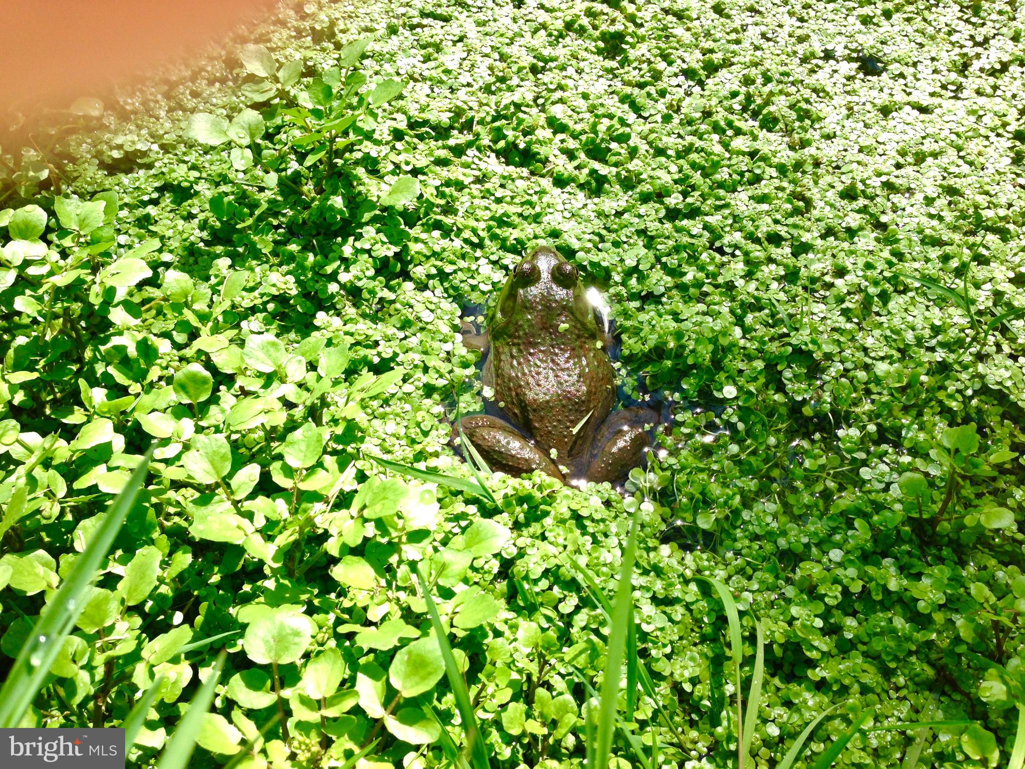 238 Heatherstone Way Lancaster, PA 17601 - Photo 131 of 141 Pond frog