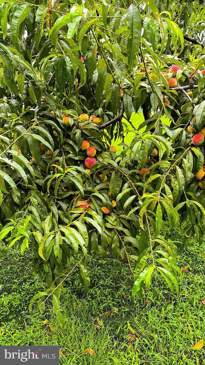 1069 Chews Landing Road Laurel Springs, NJ 08021 - Photo 36 of 58