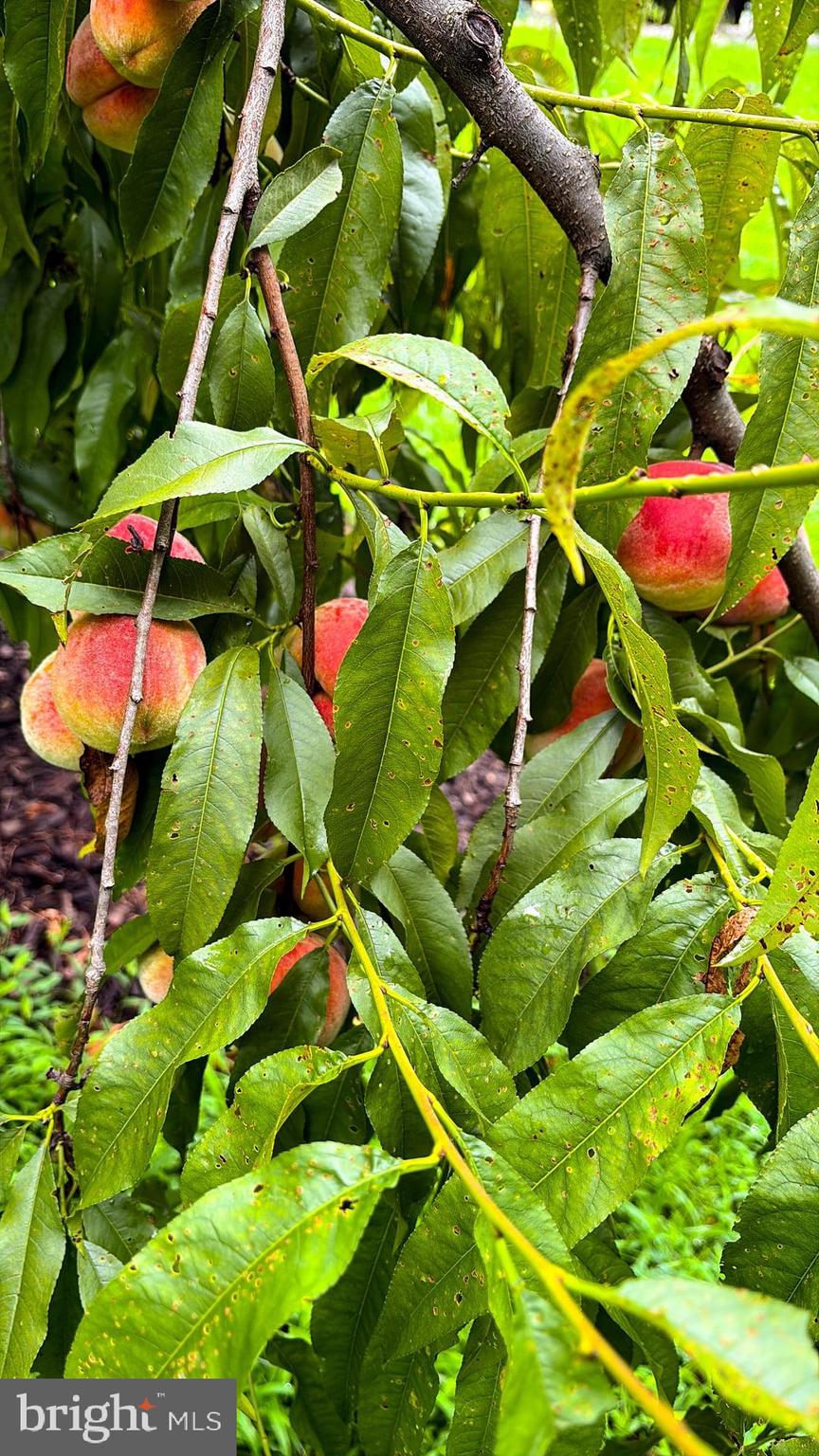 1069 Chews Landing Road Laurel Springs, NJ 08021 - Photo 37 of 58