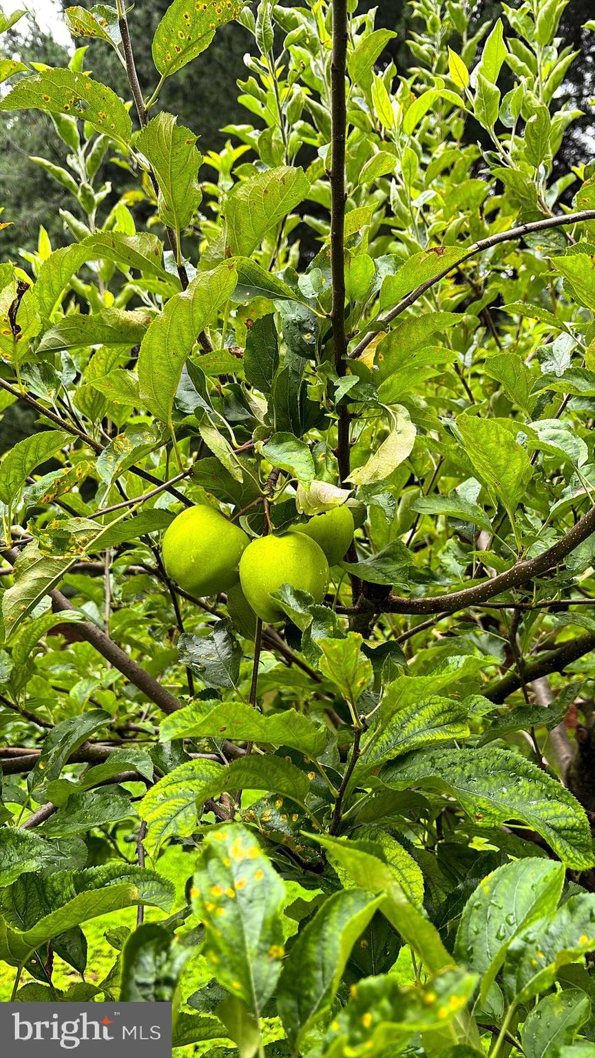 1069 Chews Landing Road Laurel Springs, NJ 08021 - Photo 38 of 58