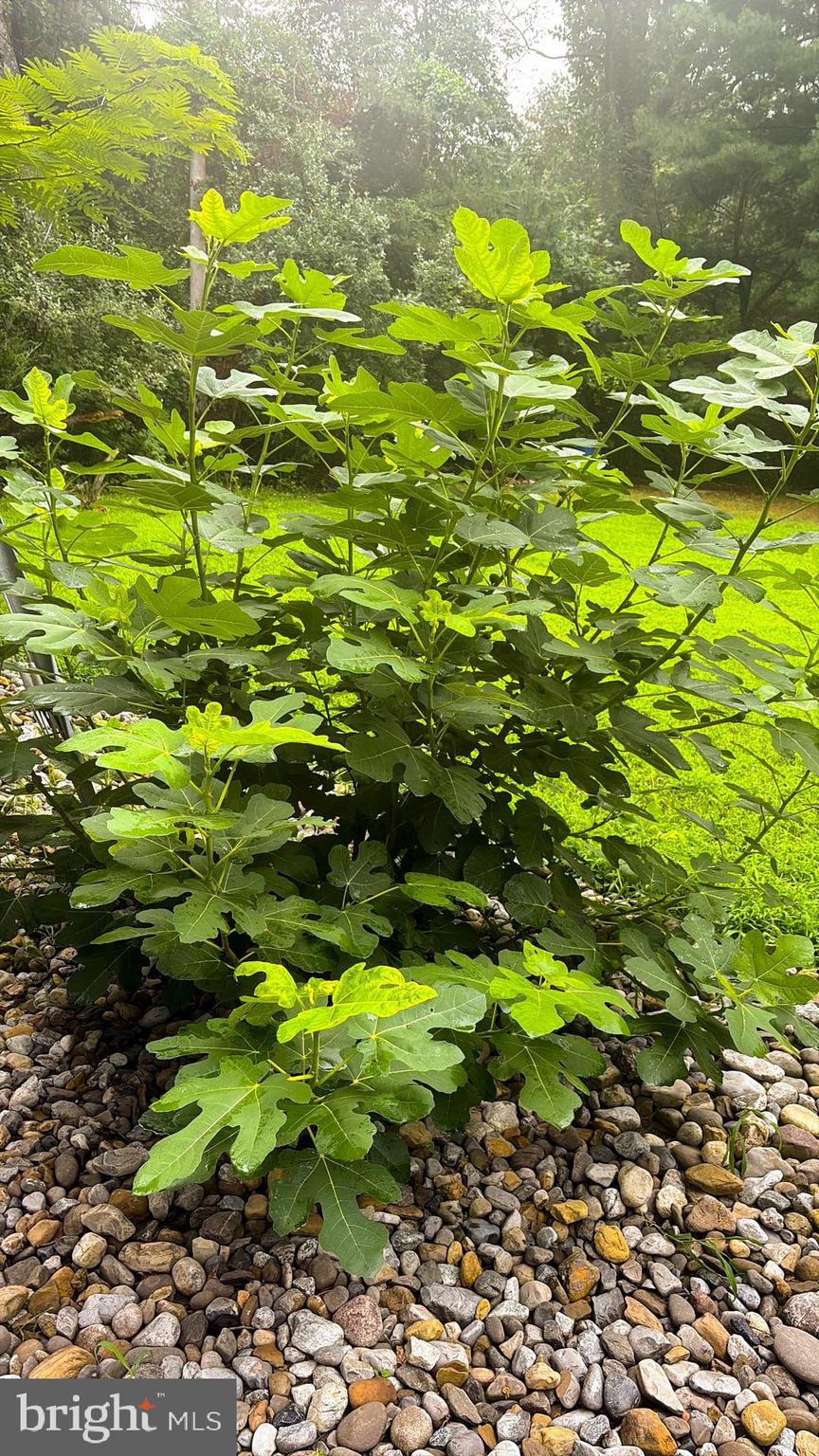 1069 Chews Landing Road Laurel Springs, NJ 08021 - Photo 39 of 58