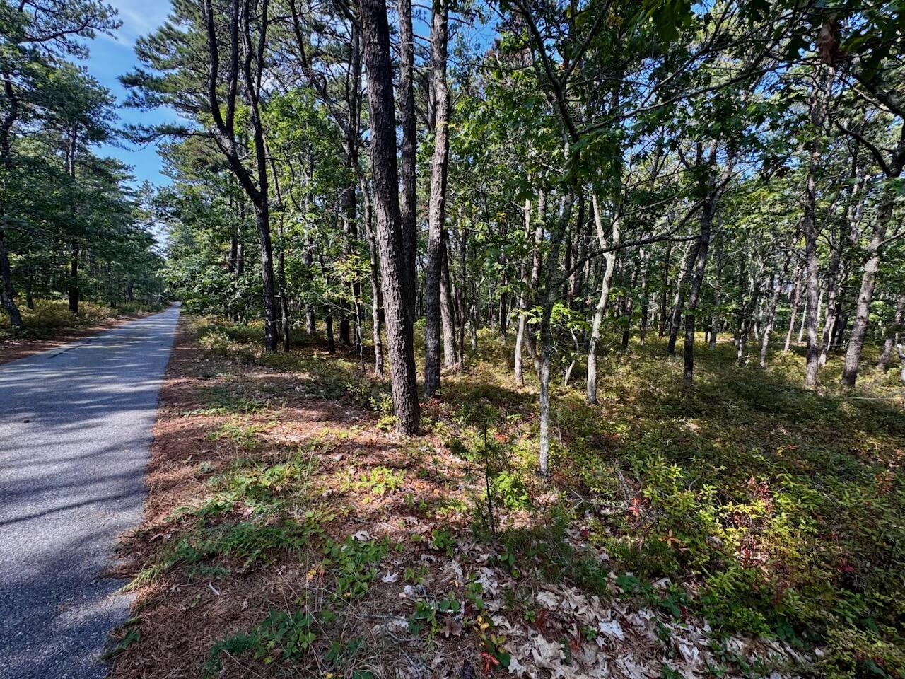 175 Delphi Path Wellfleet, MA 02667 - Photo 2 of 15 a view of a forest with trees