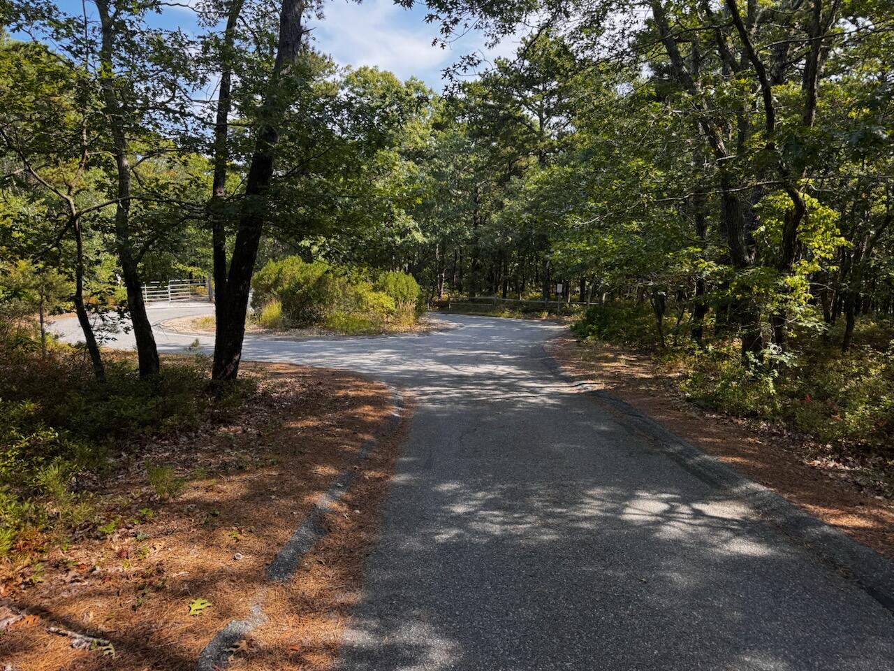 175 Delphi Path Wellfleet, MA 02667 - Photo 3 of 15 a view of a yard with plants and large trees