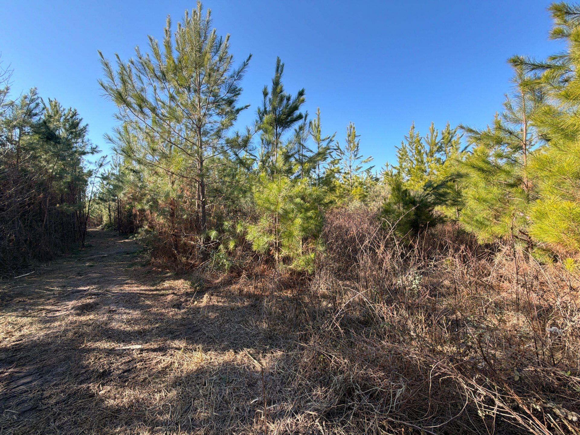 6 Brunson Teal Road Patrick, SC 29584 - Photo 11 of 13 6-Jan 28 2026 07_55pm-T4CW