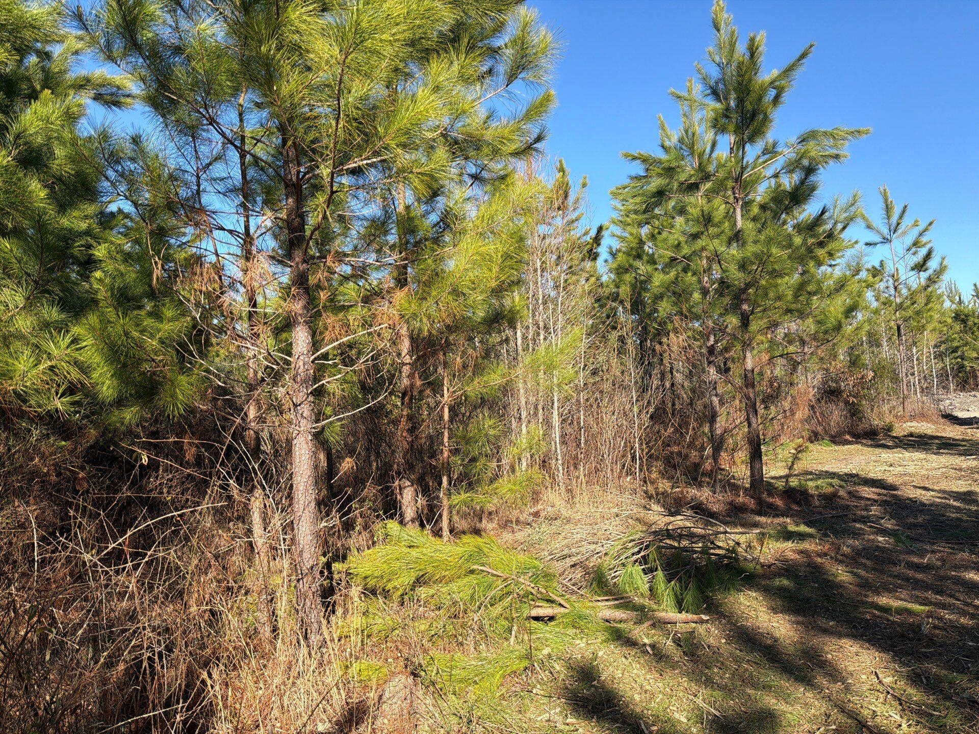6 Brunson Teal Road Patrick, SC 29584 - Photo 13 of 13 4-Jan 28 2026 07_55pm-dNus