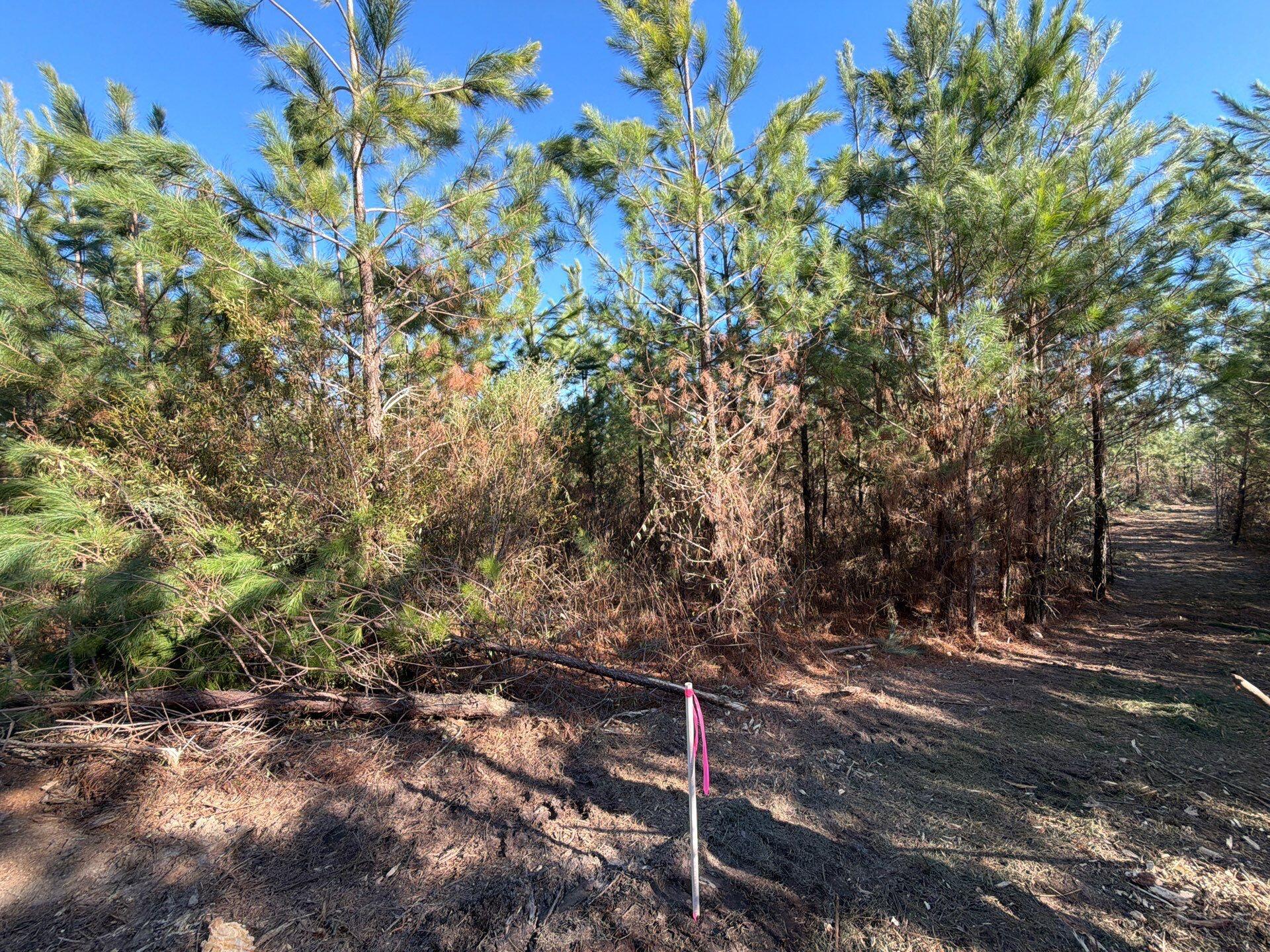 6 Brunson Teal Road Patrick, SC 29584 - Photo 3 of 13 17-Jan 28 2026 08_09pm-z3PJ