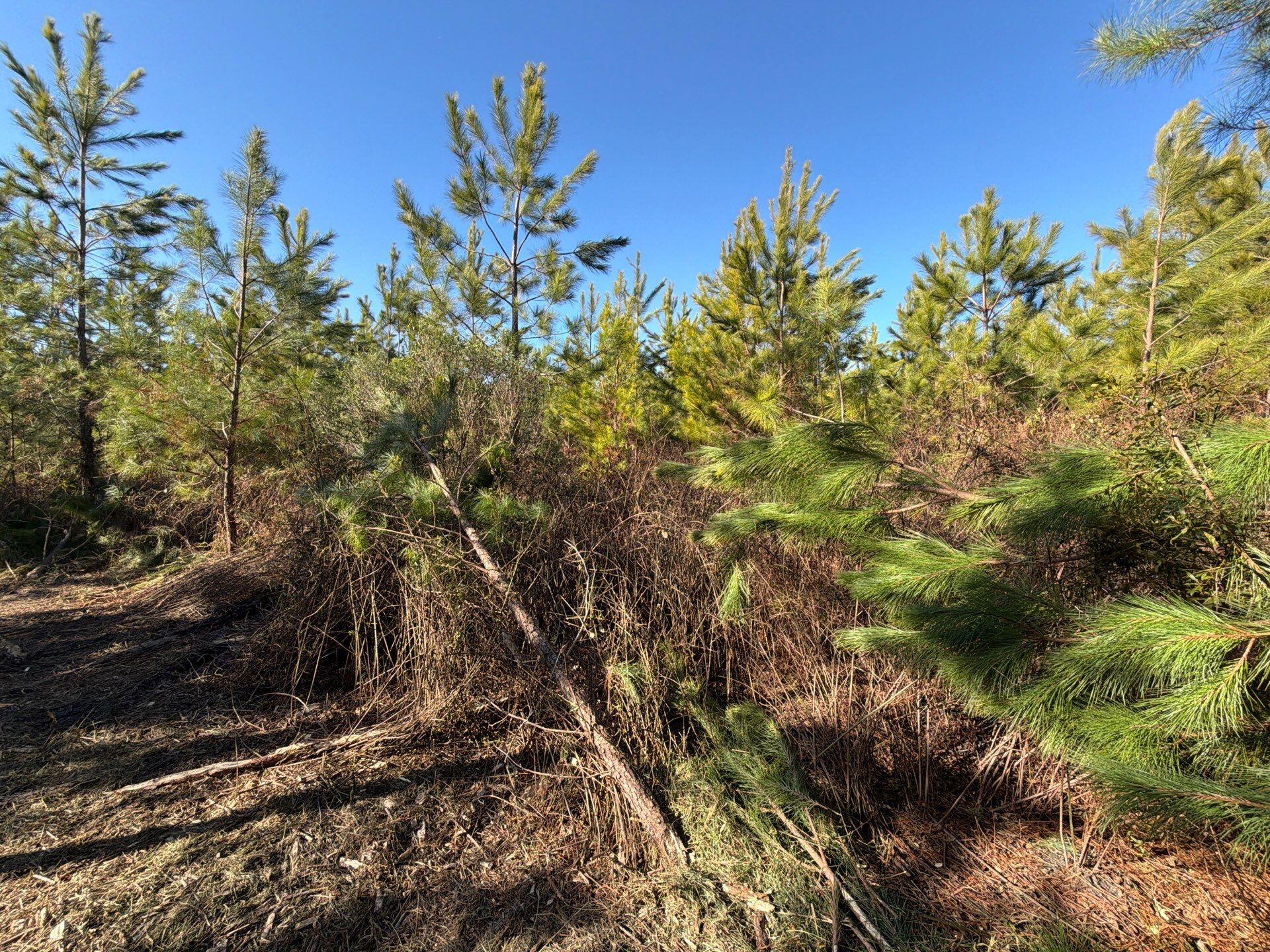 6 Brunson Teal Road Patrick, SC 29584 - Photo 10 of 13 8-Jan 28 2026 07_57pm-XTPo