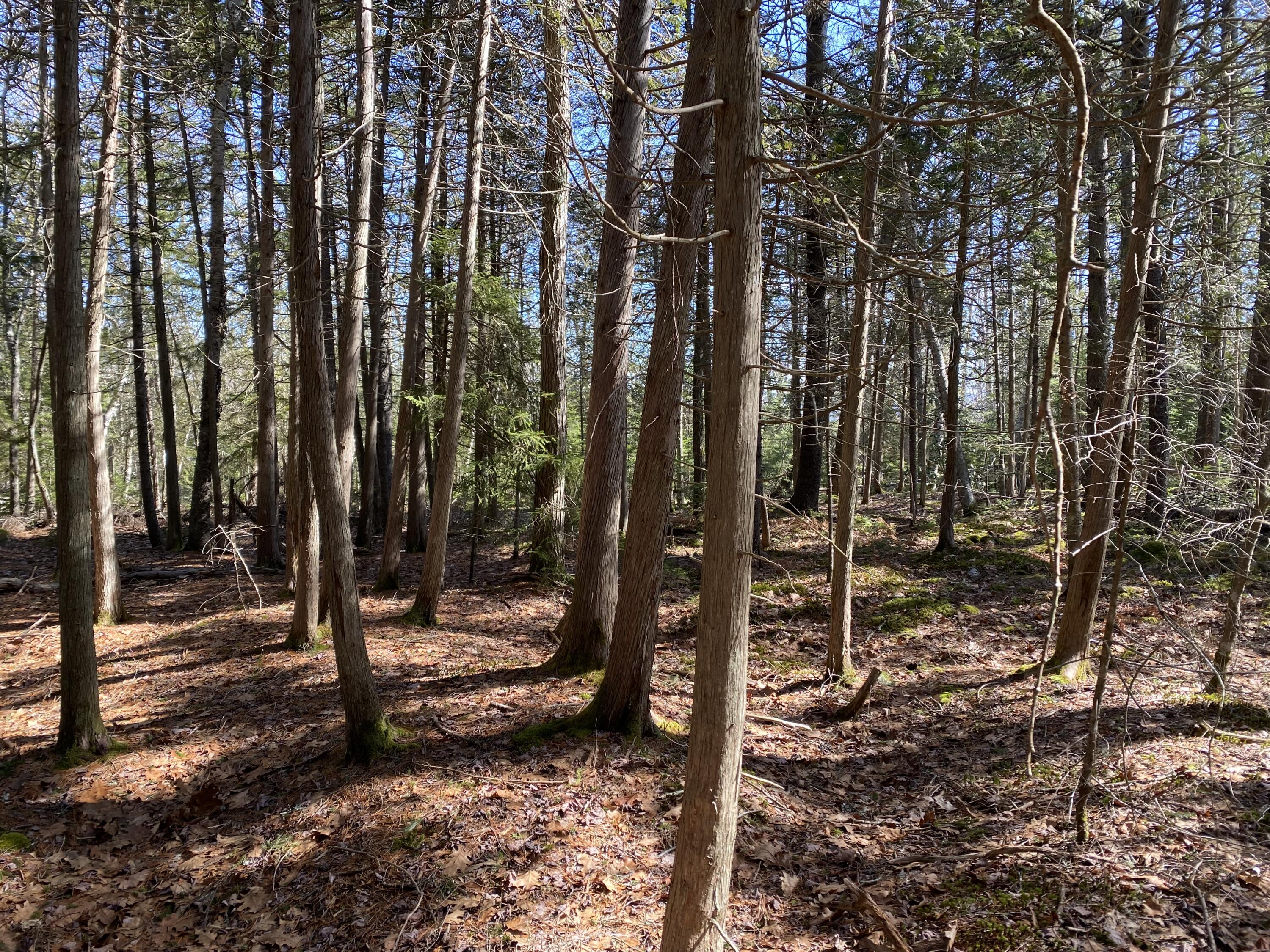 0 Beach Road Lincolnville, ME 04849 - Photo 4 of 16 IMG_1121