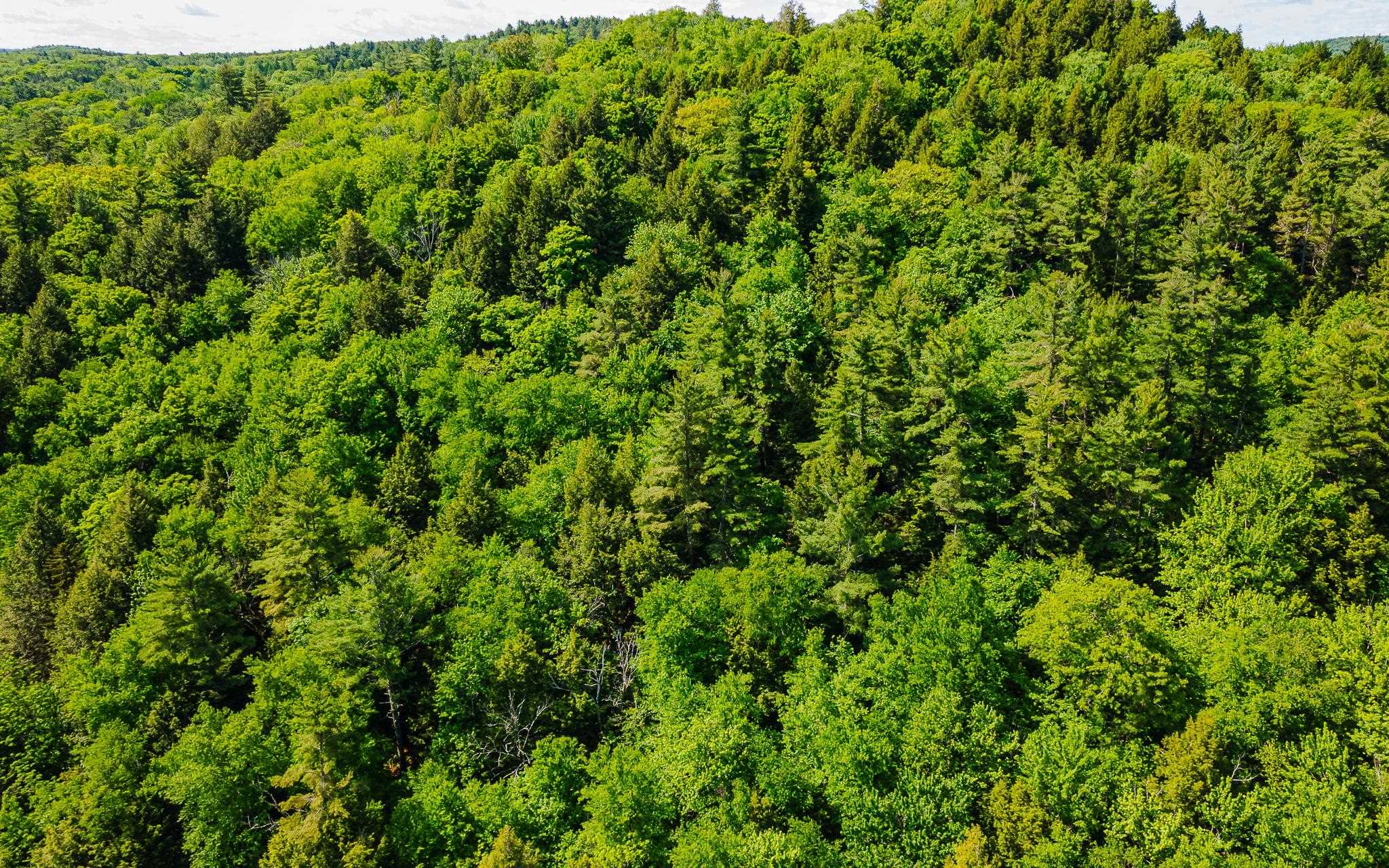 0 Camp Brook Road, Unit MAP 30 LOT 67 Alstead, NH 03602 - Photo 8 of 14