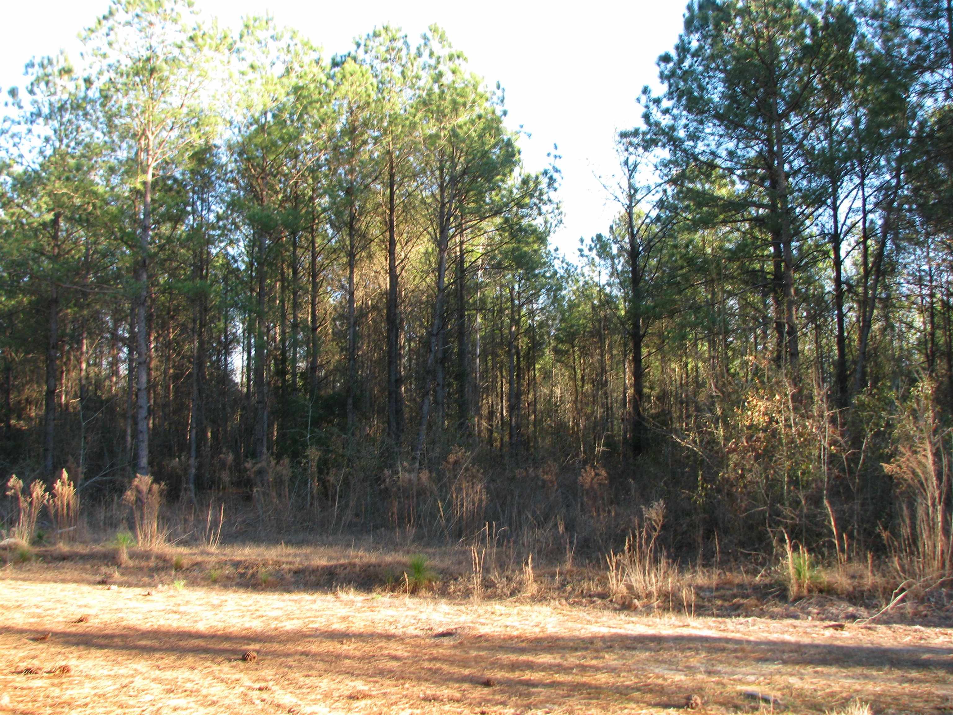 0 Gully Branch Road Hamer, SC 29547 - Photo 5 of 35 View of local wilderness