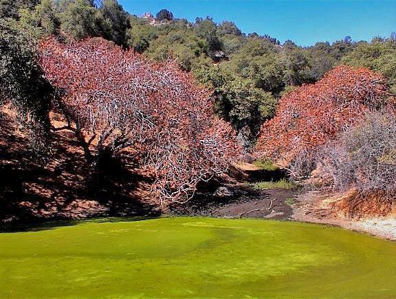 38176 Cardinal Lane Squaw Valley, CA 93675 - Photo 32 of 38
