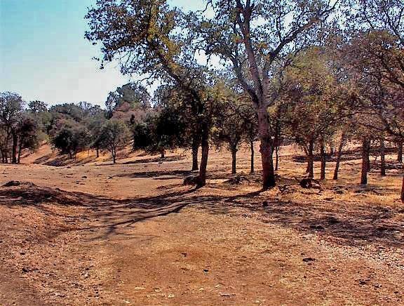 38176 Cardinal Lane Squaw Valley, CA 93675 - Photo 33 of 38