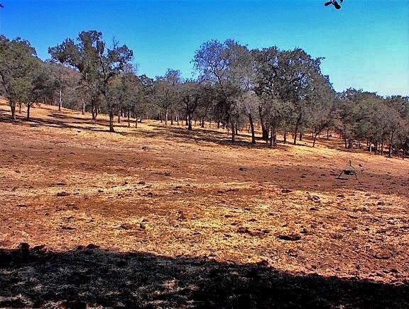 38176 Cardinal Lane Squaw Valley, CA 93675 - Photo 34 of 38