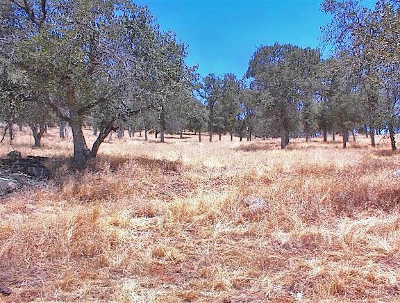 38176 Cardinal Lane Squaw Valley, CA 93675 - Photo 10 of 38