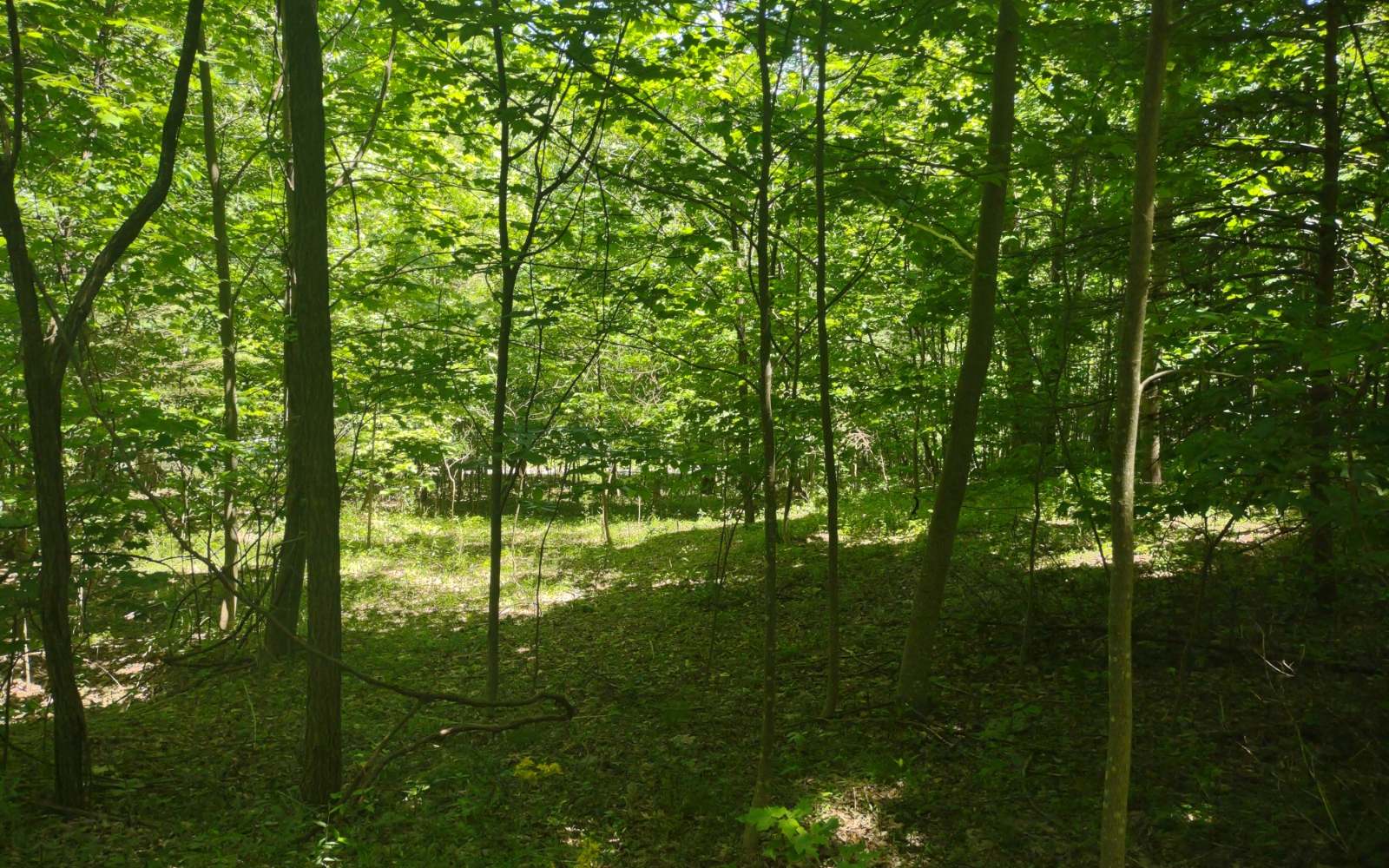 9 Meadow Loop Ellijay, GA 30536 - Photo 11 of 21 Additional View