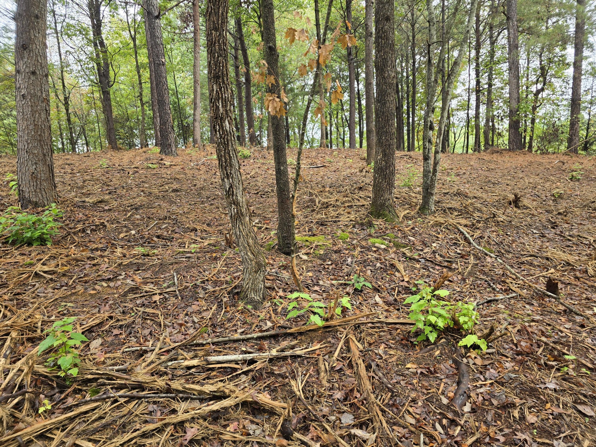 0 Old Alabama Road Southwest McDonald, TN 37353 - Photo 19 of 19 Gallery Image 19