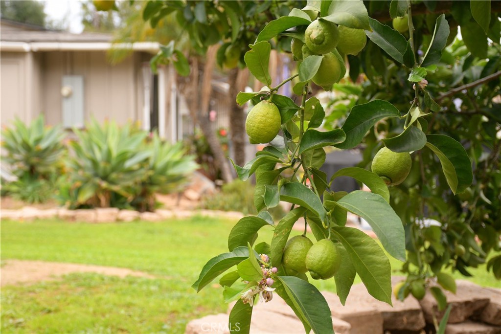 1256 East Fallbrook Street Fallbrook, CA 92028 - Photo 53 of 59 a view of banana tree