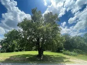 a view of a trees with a yard