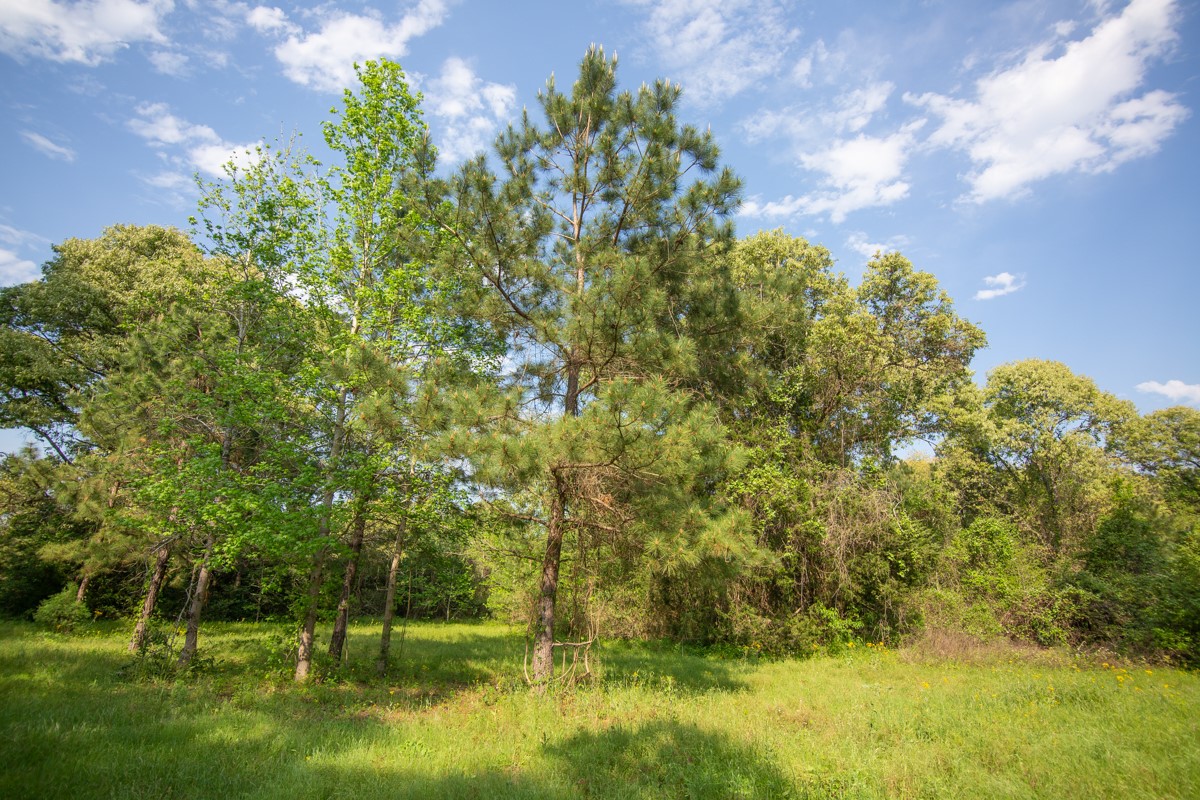 Tbd Calvary Road Willis, TX 77318 - Photo 18 of 22 Gallery Image 18