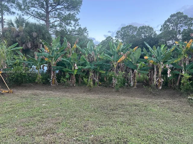 a view of a yard with plants
