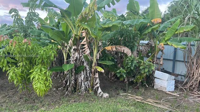 a view of a yard with plants and a bench
