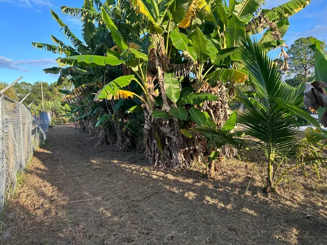 a plant with lots of trees