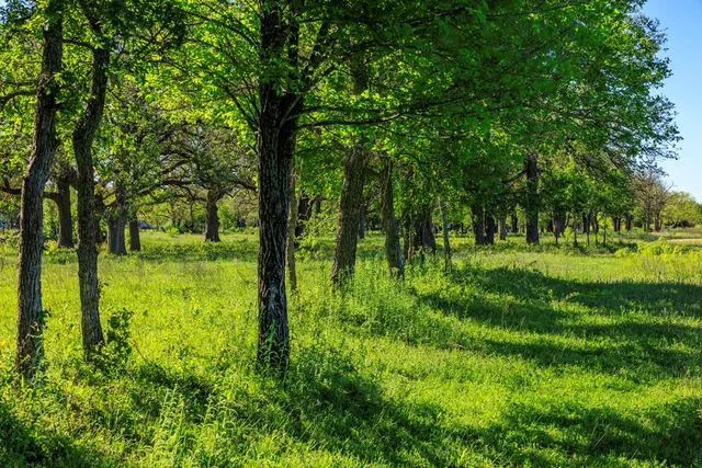 a big yard with lots of green space and trees