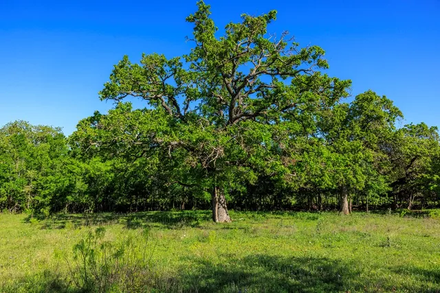 a green field with lots of trees in it