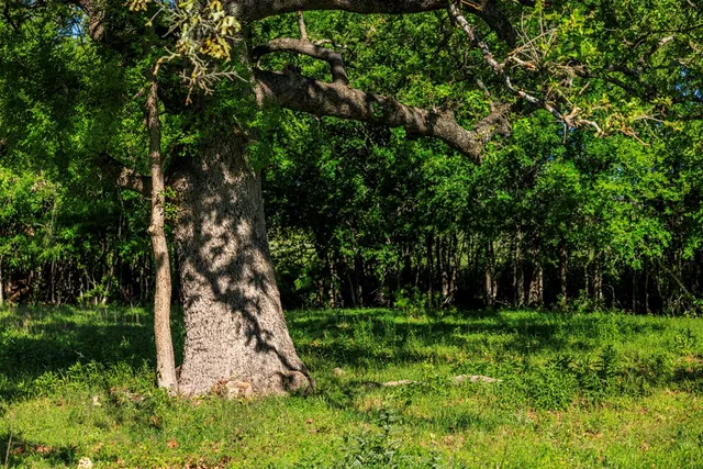 a view of a park with large trees