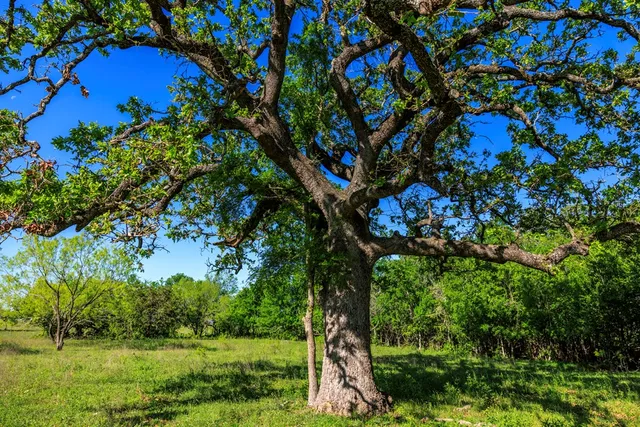 a view of a tree with a tree