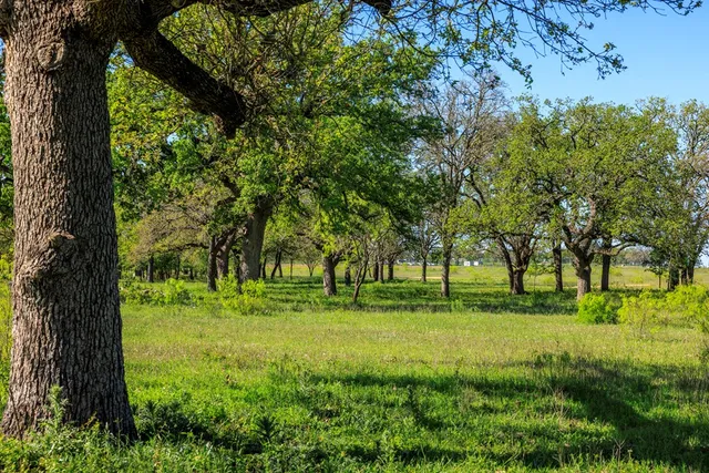 a view of a park with large trees